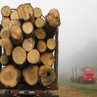 drva-balvani-kamion