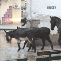 podgorica-konj-magarci