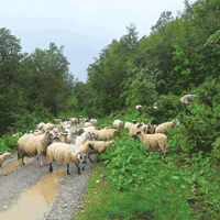 katun-Vranjak-detalj